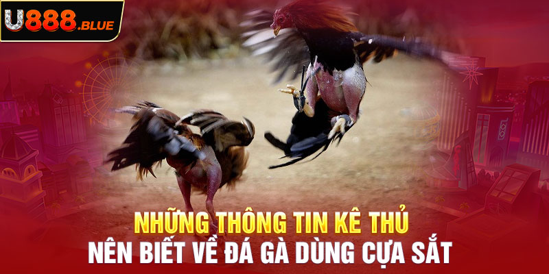 Những thông tin kê thủ nên biết về đá gà dùng cựa sắt