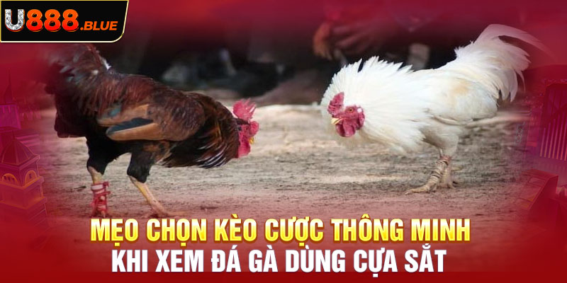 Mẹo chọn kèo cược thông minh khi xem đá gà dùng cựa sắt